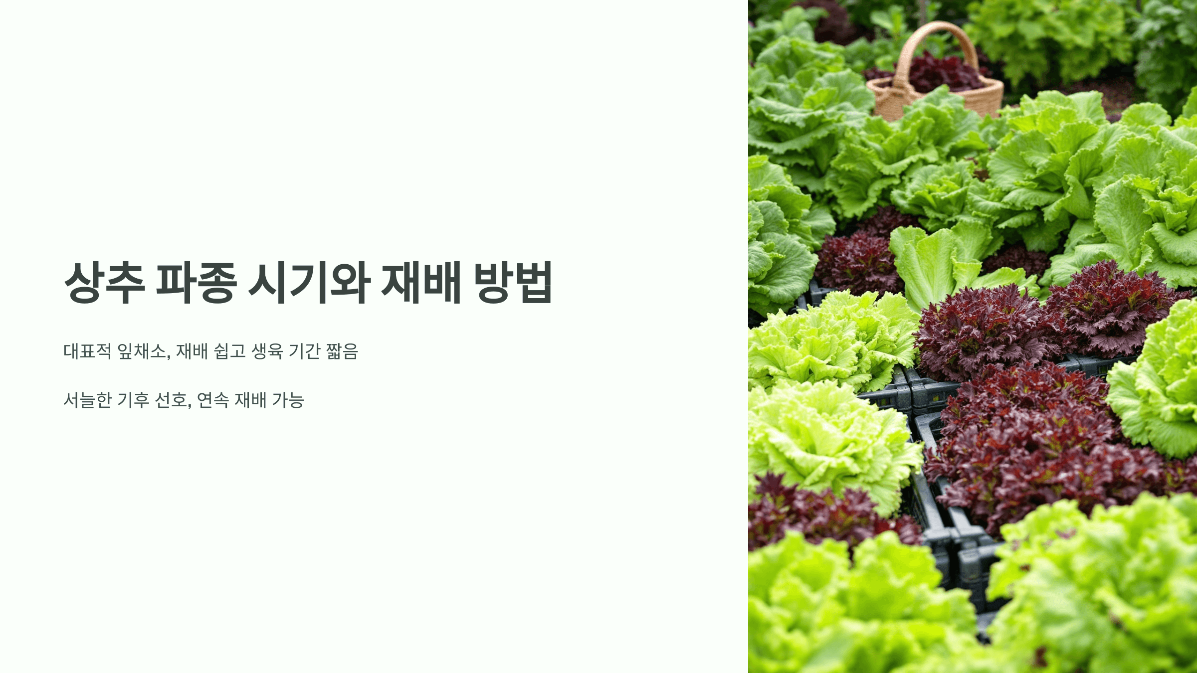 상추 사진입니다.