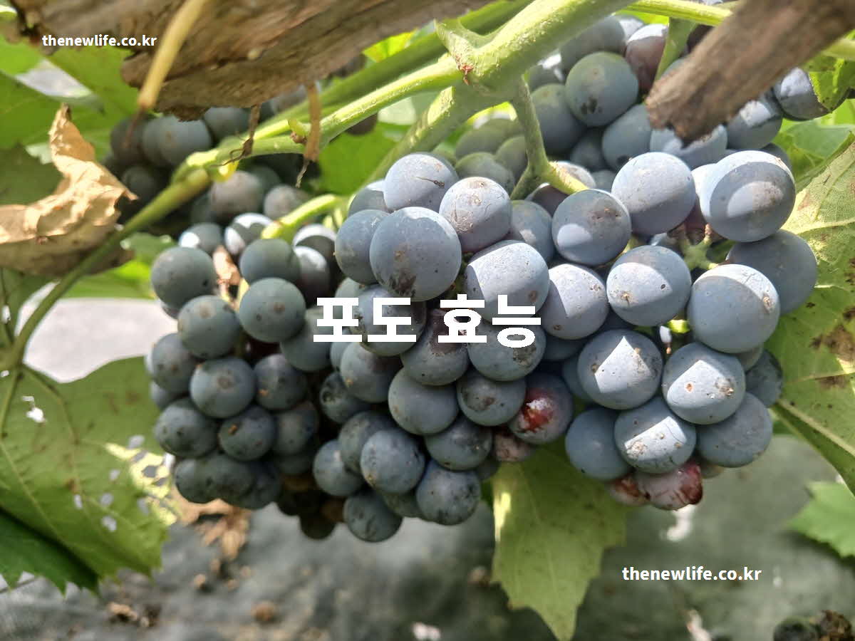 포도 효능 대표 실사진