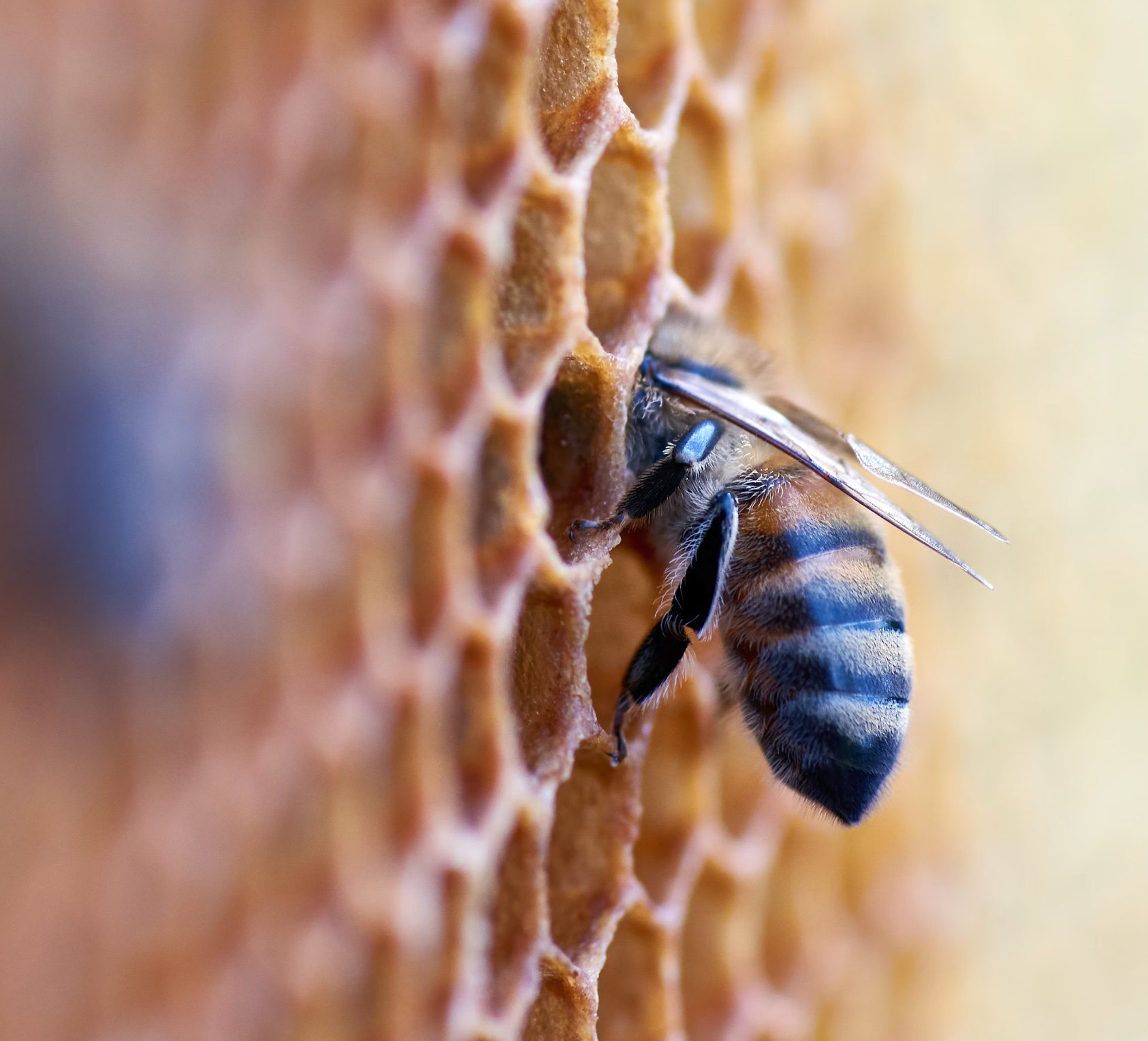 마누카꿀 먹는법