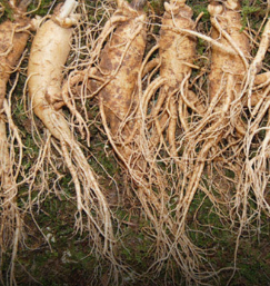 홍삼 효능 부작용