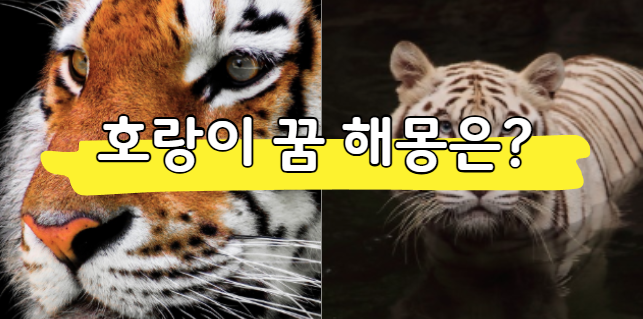 호랑이 꿈해몽, 길몽일까 흉몽일까? (상황별, 색깔별 의미)