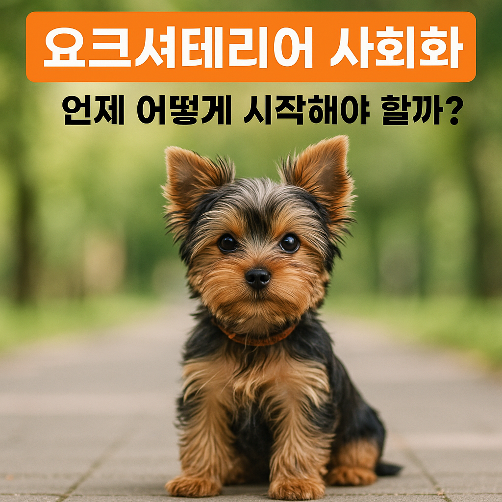 요크셔테리어 사회화