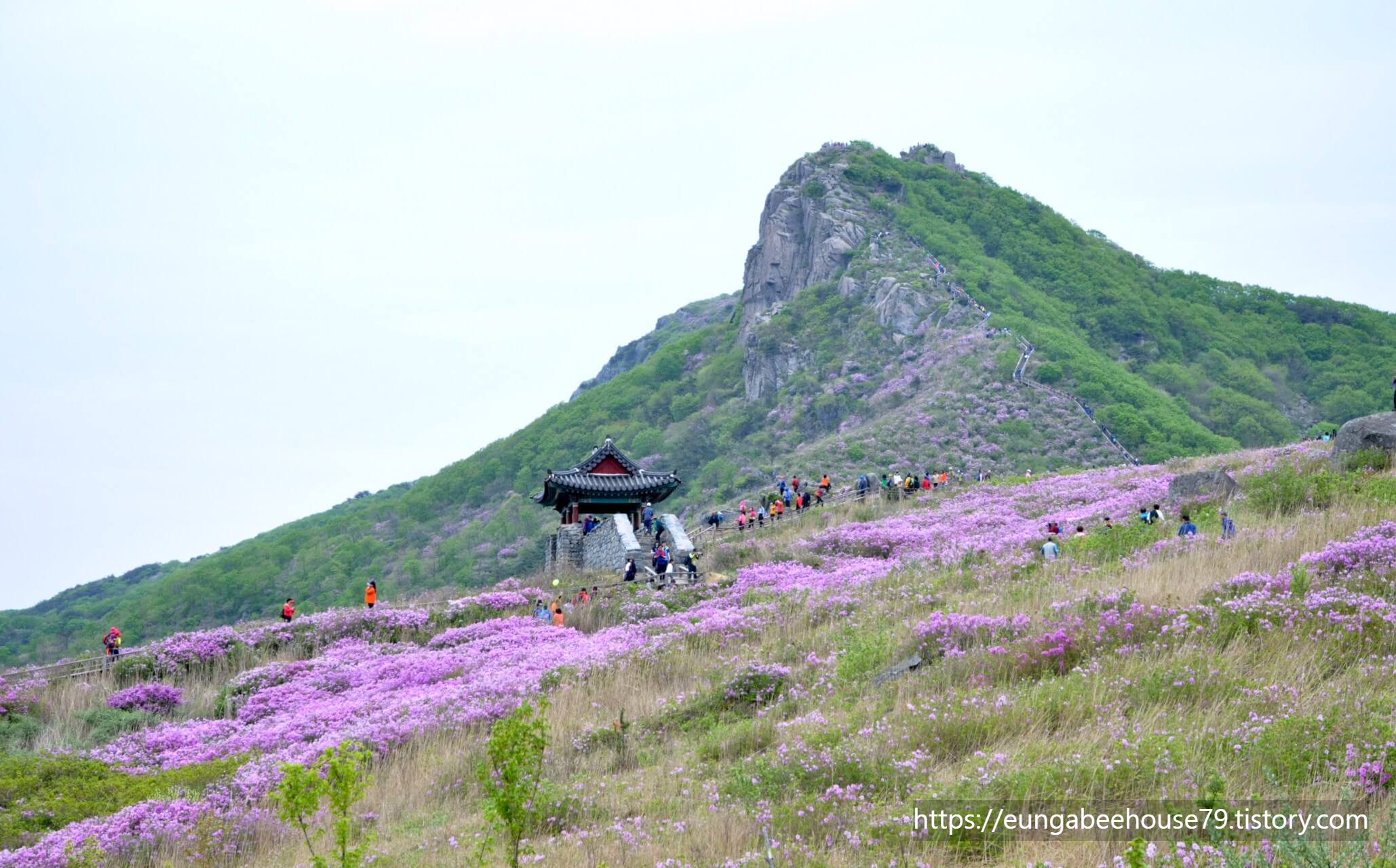 산청 황매산 철쭉제