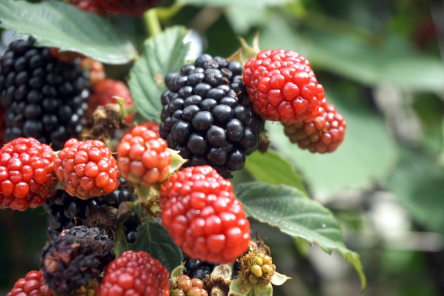 뽕나무-열매-오디