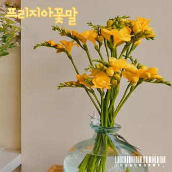 프리지아 수선화 꽃말 꽃다발 선물 의미_8