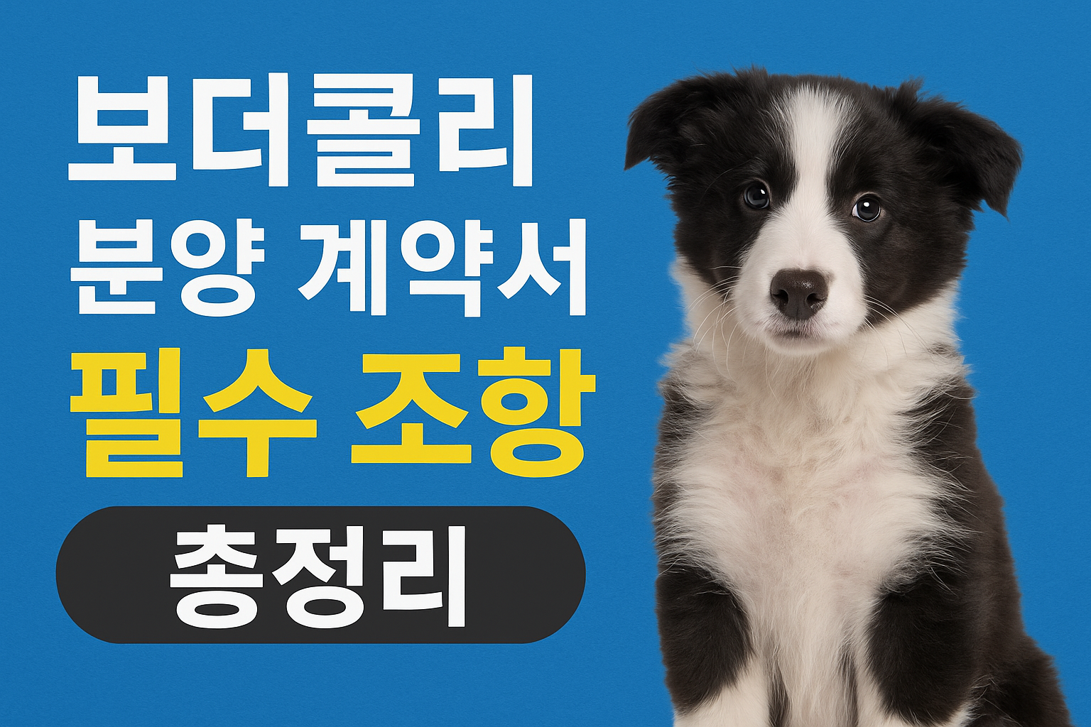 보더콜리 분양