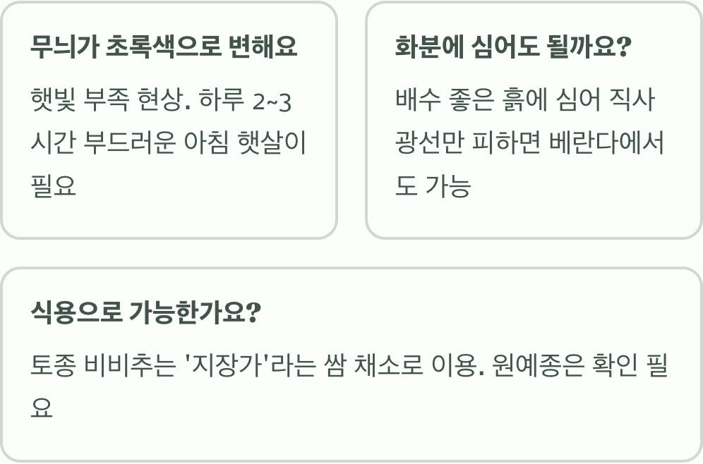 그늘 정원의 왕, 비비추 키우기 A to Z