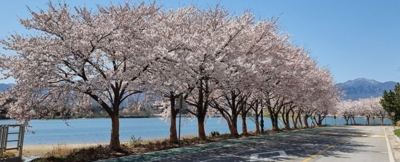 속초 영랑호 벚꽃길 사진