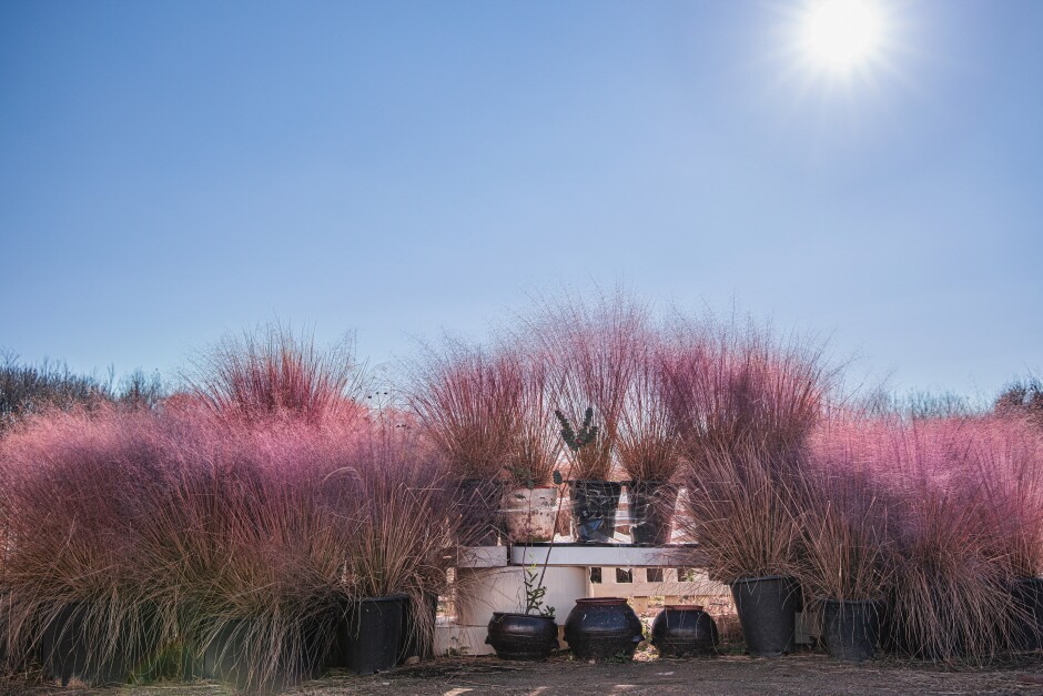 핑크뮬리 (Pink Muhly) 핑크뮬리 절정 시기 (Pink Muhly peak season) 핑크뮬리 명소 (Pink Muhly spots) 핑크뮬리 사진 촬영 팁 (Pink Muhly photography tips) 가을 꽃 (autumn flowers)