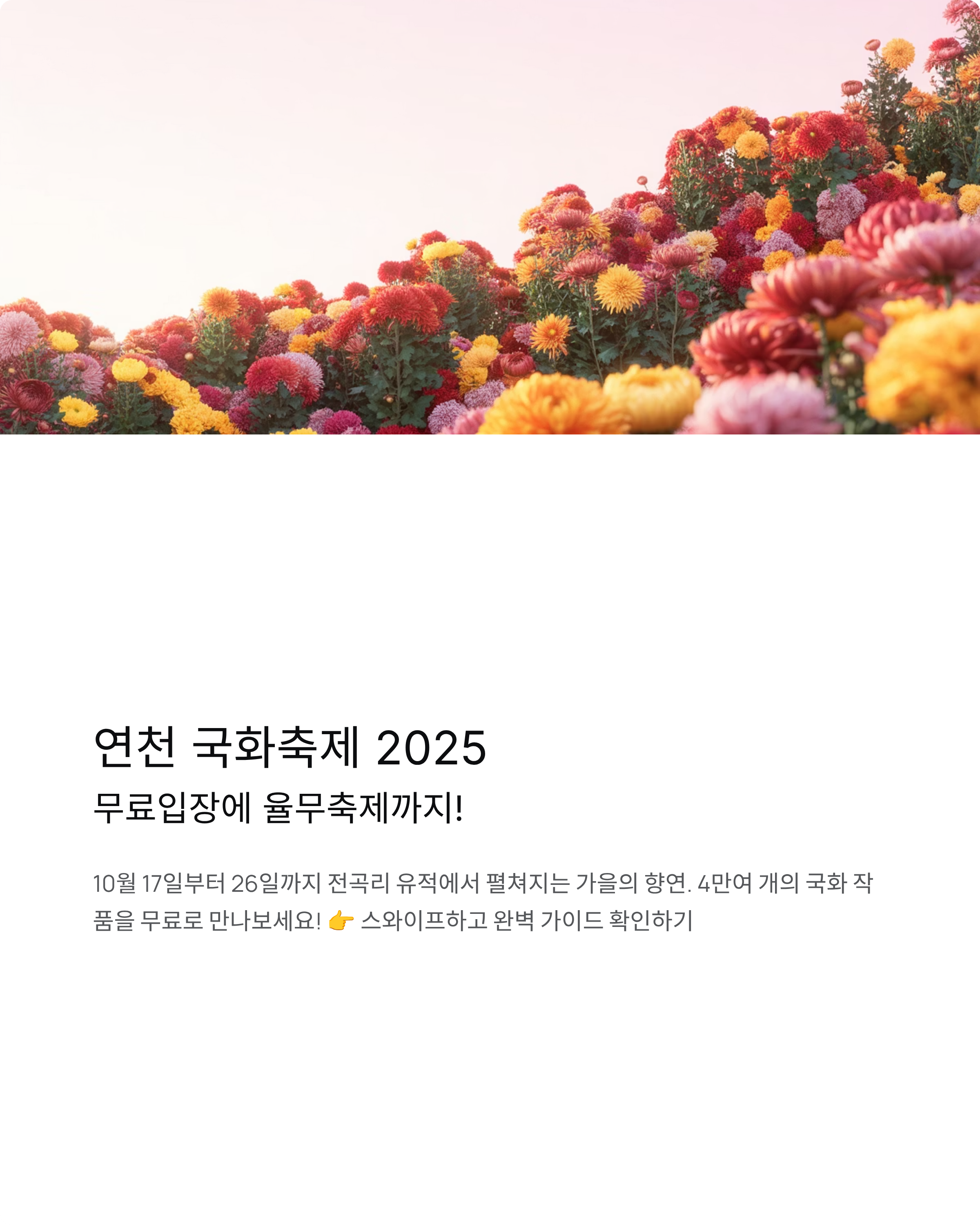 연천 국화축제 2025 완벽 가이드 - 무료입장에,주차정보, 율무축제까지!