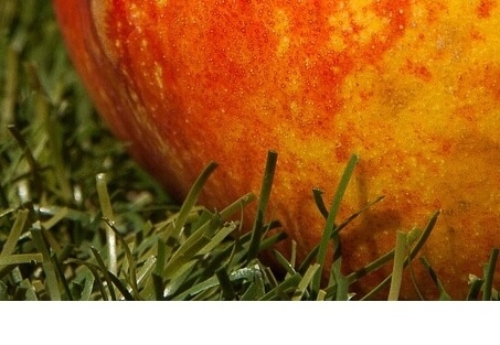 천도복숭아효능