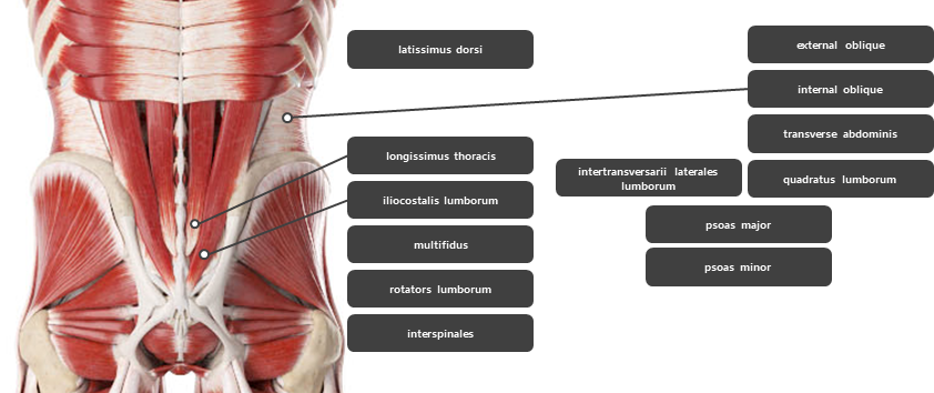허리 주변 근육 요약