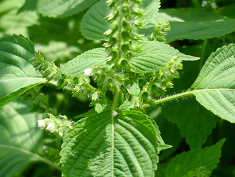 들깨, 면역과 뇌 건강에 좋은 이유 효능 활용법 섭취 팁