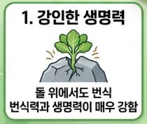 돌나물 효능