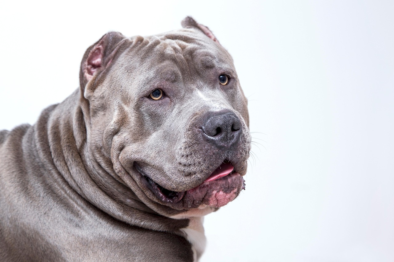 반려동물 여행 코디네이터 vs 반려동물 여행 자격증