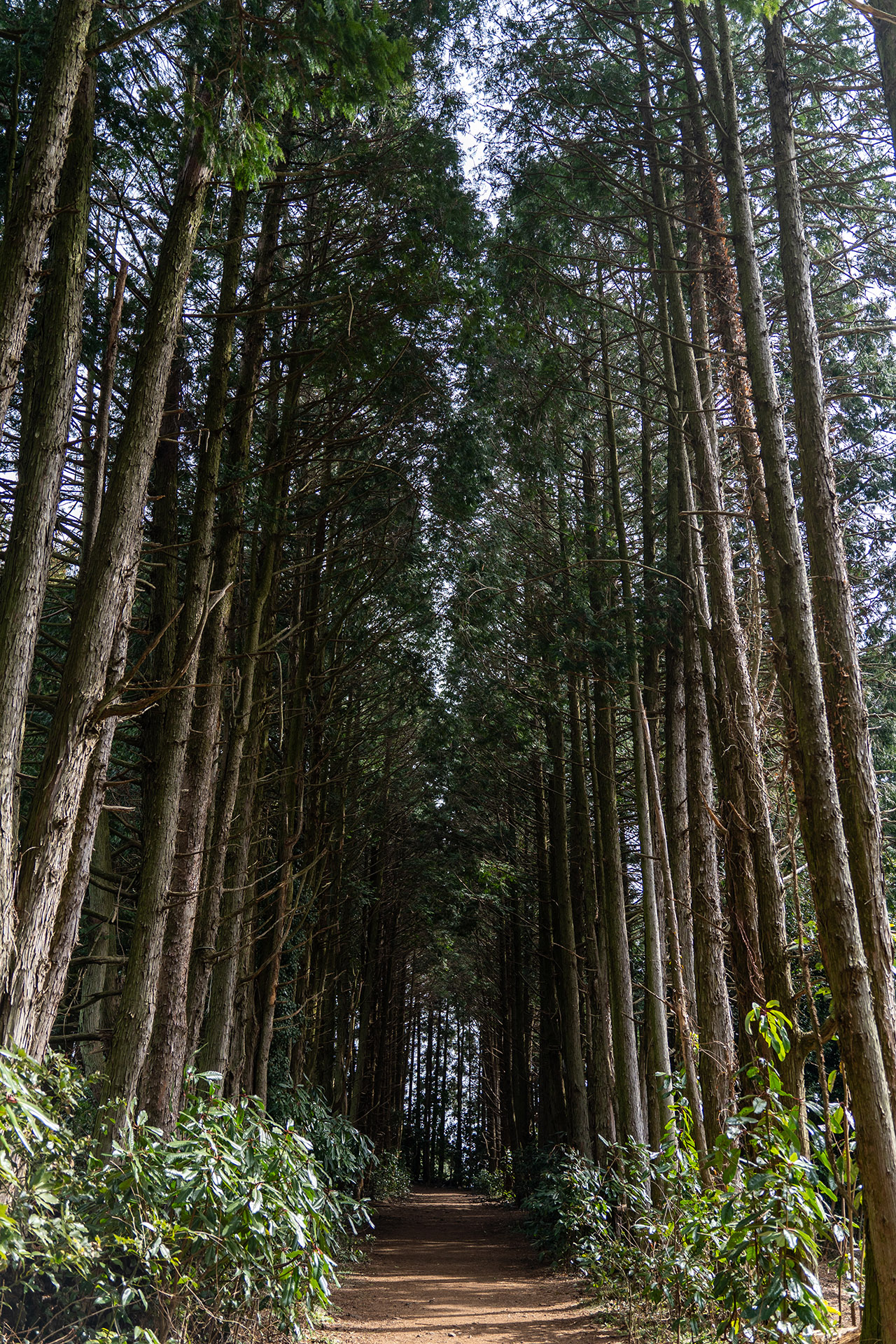 제주도 비밀의 숲
