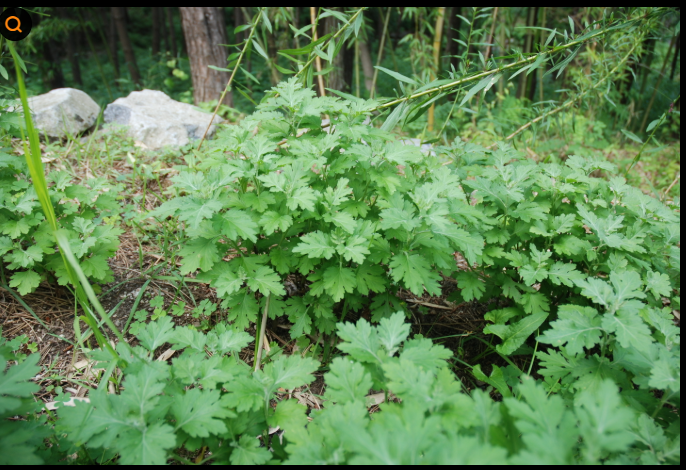 면역력 높이는 제철 채소 어떻게 먹어야 할까?