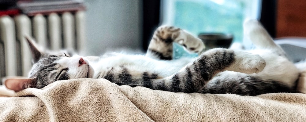 고양이 만지는 법 18