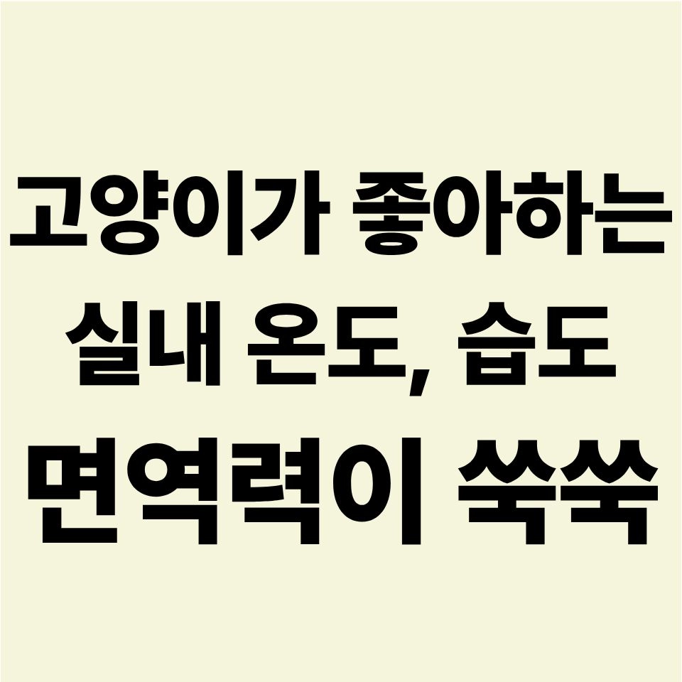 고양이 겨울철 실내 온도 습도 조절 및 면역력 관리 방법