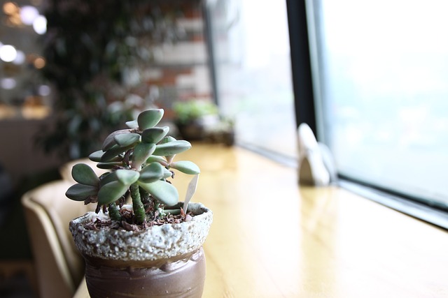 혼자 미니 식물 키우기