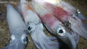 한치 오징어 차이 비교 생김새 맛 식감 완벽 분석_14