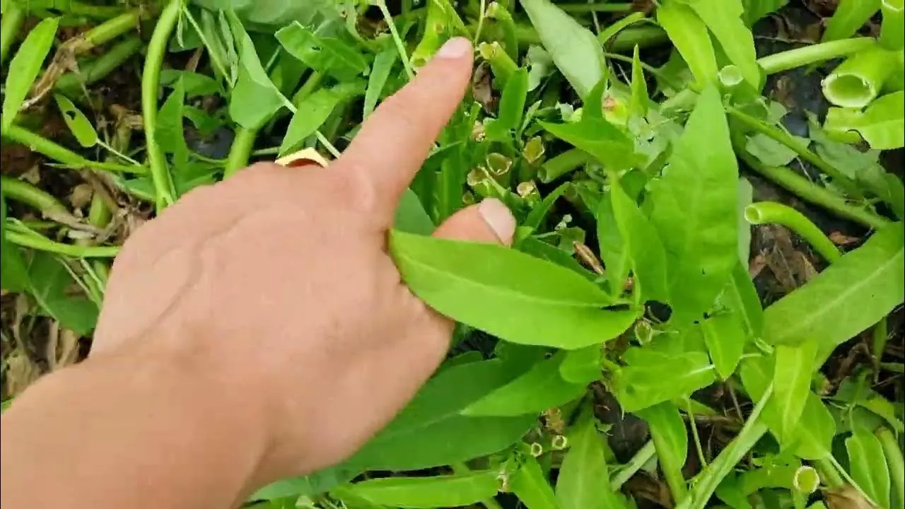 공심채 재배 여름 재배 물 충분 배수 필수_1