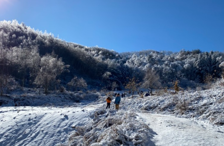 인제 자작나무숲