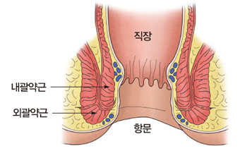 항문의 구조