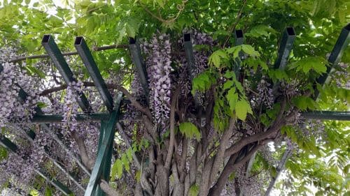 등나무-묘목심기-심는시기-식재시기-심는방법-식재방법