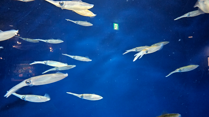 상어의 유형에 오징어의 유형