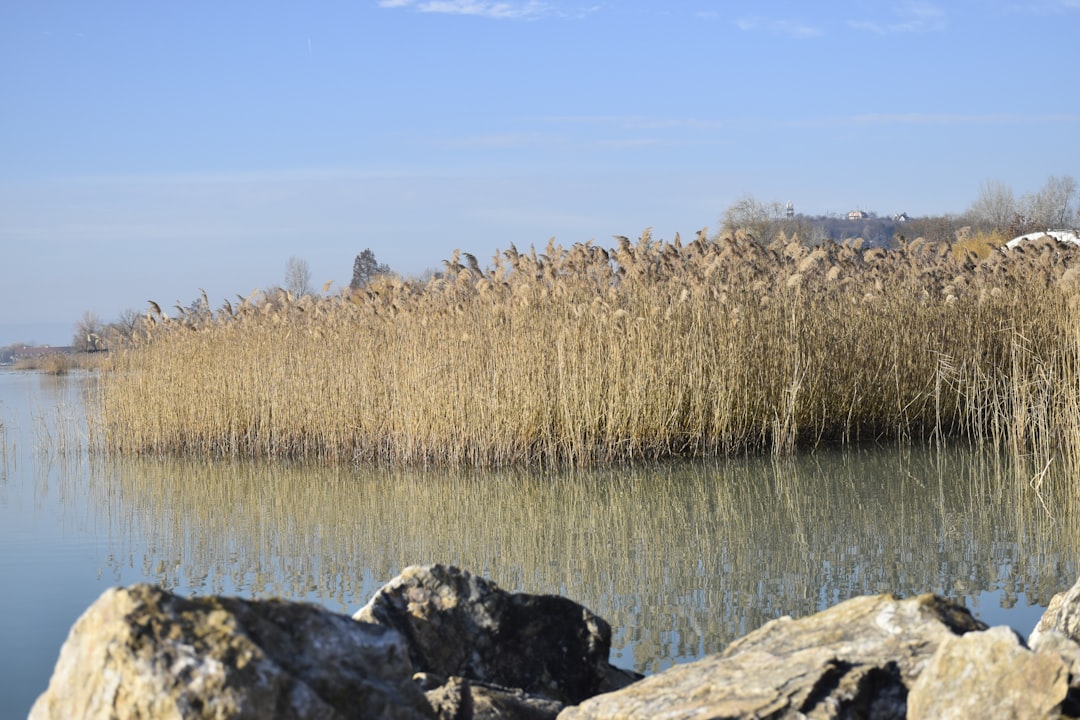 Silkgrass