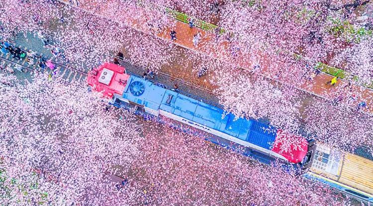 진해 군항제 벚꽃 축제