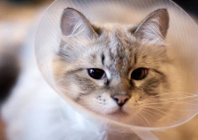 엘리자베스 컬러를 붙이는 고양이.