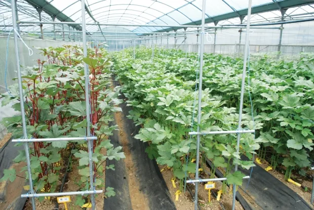 오크라 재배 파종 깊이 따뜻한 흙 물주기 요령_7