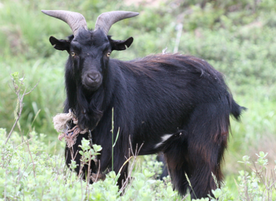 흑염소 고기의 주요 효능