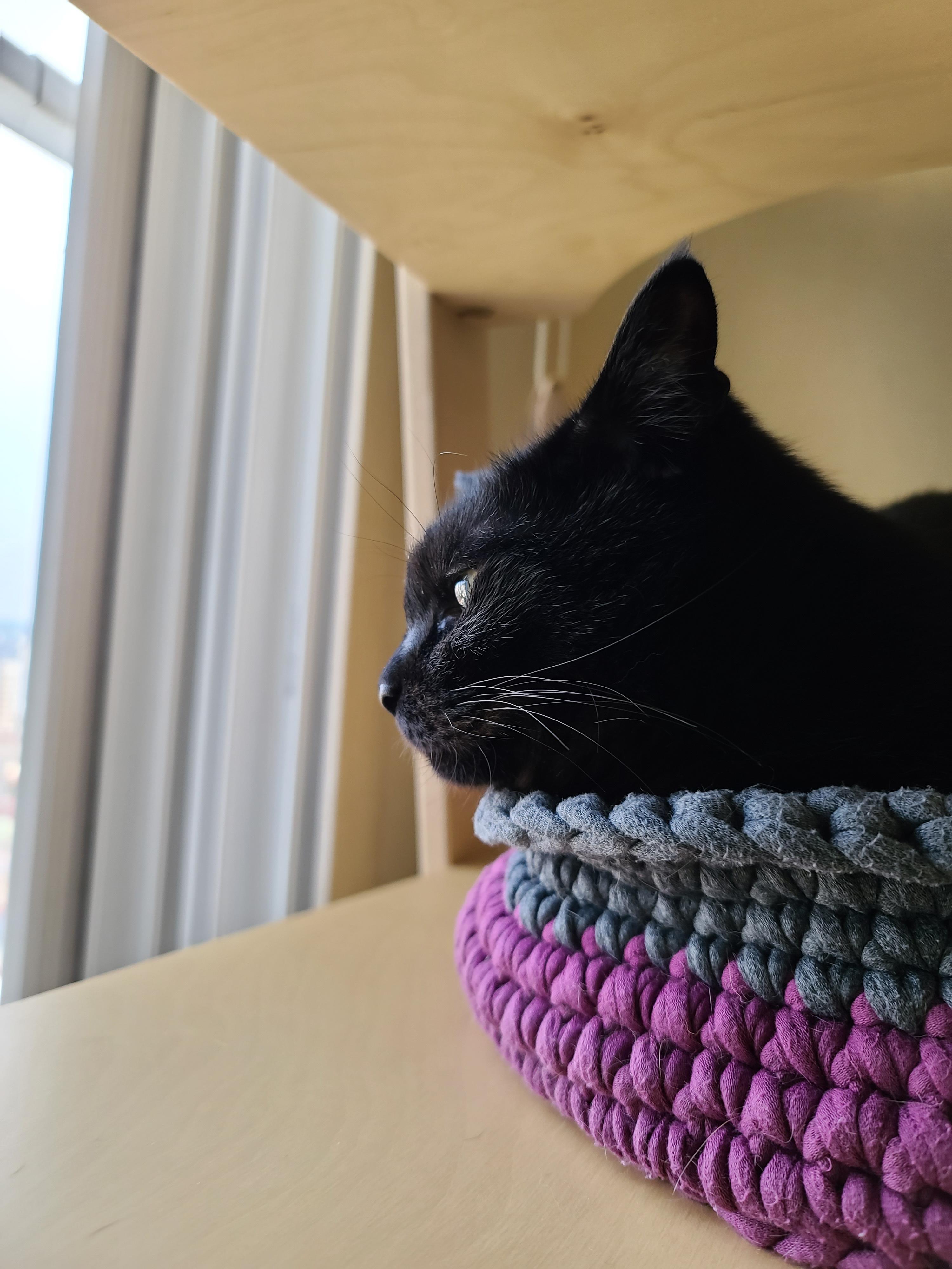 엄마가 만들어준 바구니 제대로 사용하는 고양이 건이.