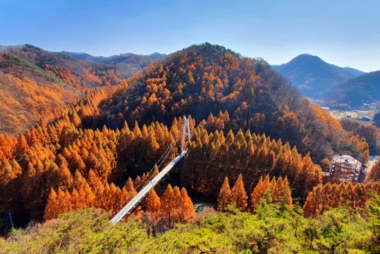 장태산자연휴양림-출렁다리와단풍