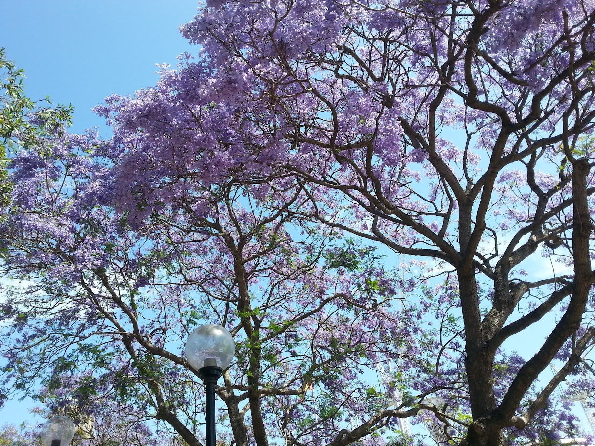 시드니의 여름을 알리는 보랏빛 신호, 자카란다