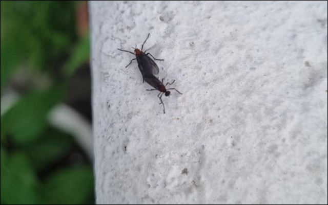 러브버그 방역신청 안내