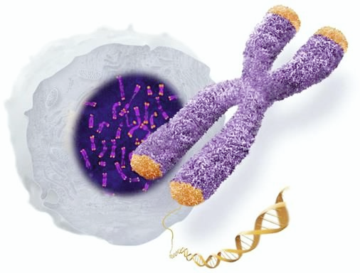텔로미어 길이와 노화 속도의 관계: 세포가 말하는 진짜 나이