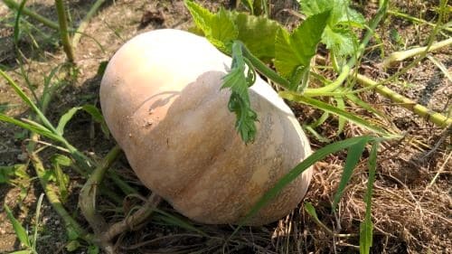 늙은호박-맷돌호박-수확-효능