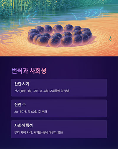 모래톱에서 알을 낳고 집단 서식