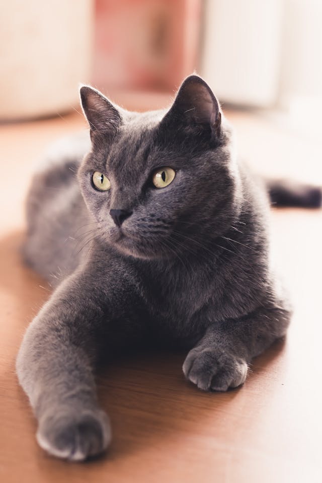 고양이-꿈-해몽-정리
