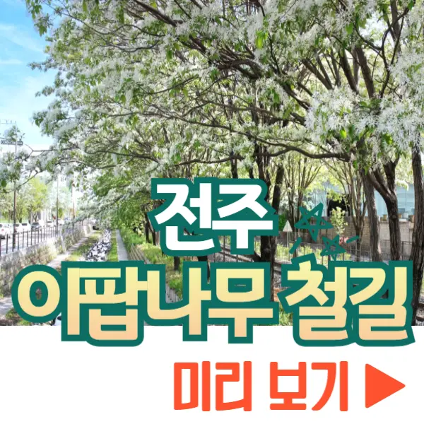 전주 이팝나무 철길 개방