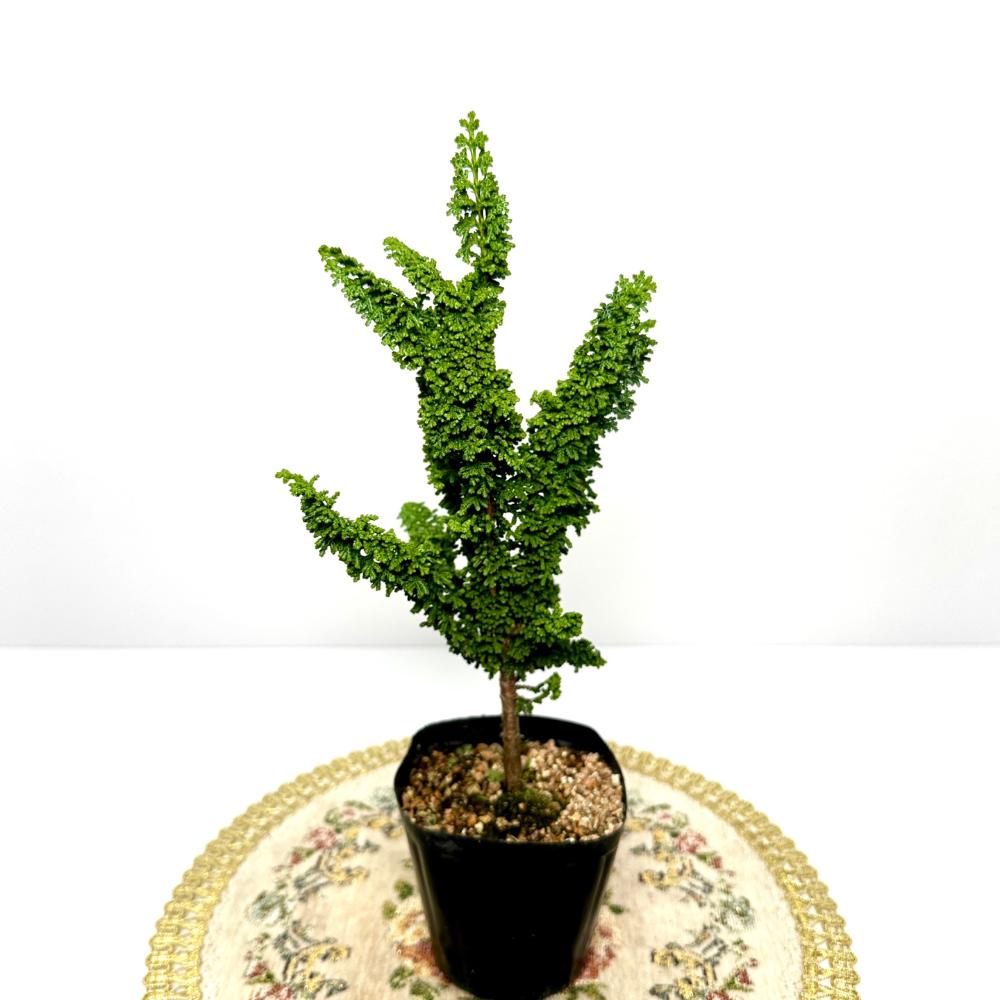 분재 키우기 나무 석화회 키우는 방법