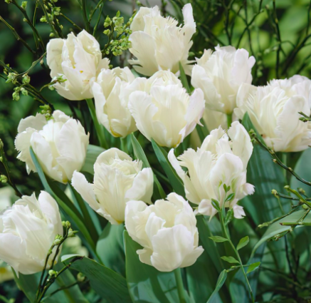 White Parrot Tulip
