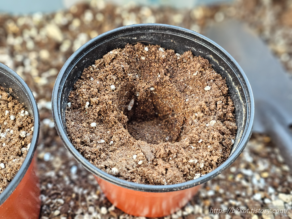 이마트 [뿌리가 살아있는 상추] 심기