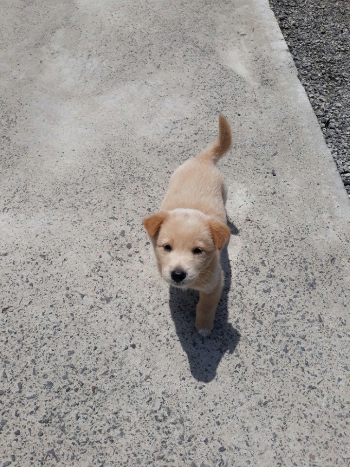 애완용강아지 초보자가 키우기쉬운 강아지 TOP5