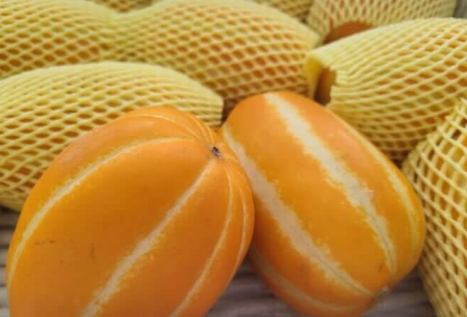 여름 제철 과일 참외 놀라운 10가지 효능과 부작용 및 참외 씨&amp;#44; 참외 껍질 효능