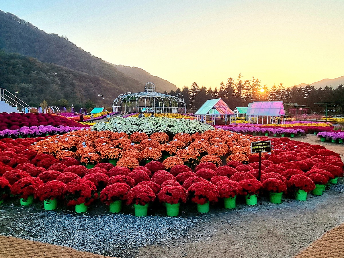 2024 강원도 인제 가을꽃 축제: 꽃길만 걷자 노을빛 국화 풍경, 단풍 후기 (10.17.)